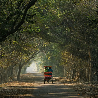 Keoladeo - Rickshaw